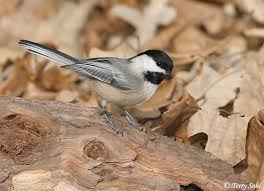 chickadee photos