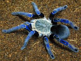 cobalt blue tarantula