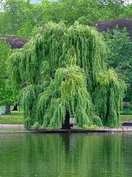 من اي شجرة انت؟؟؟ Willow-tree