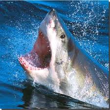 shark