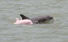 pinks