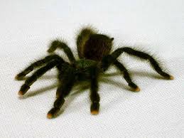 Pink Toed Tarantula