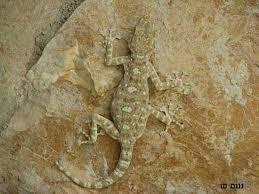 gecko lizards