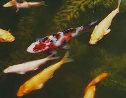 koi gold fish