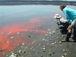 Red Tide