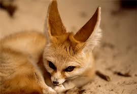fennec foxes