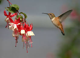 free bird wallpapers