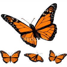 monarch butterfly photos