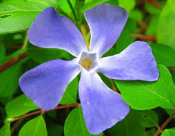 blue flower images