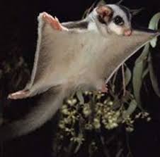 sugar glider