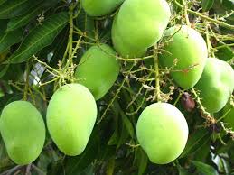 mango tree