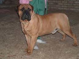 bull mastiff boxer
