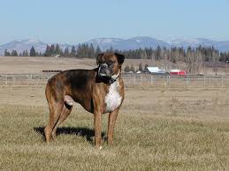 brindle boxer