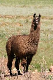 lama_04%255B1%255D
