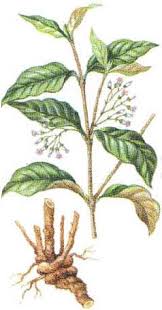 (plant source of ibogaine)