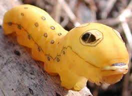 swallowtail caterpillar pictures