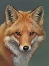fox, fox, fox 