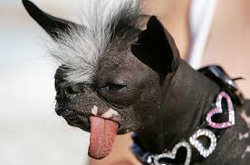 worlds ugliest dog