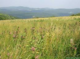 common milkweed pictures