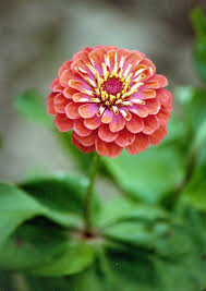 zinnia flower
