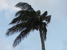 windy