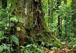 Amazon rainforest