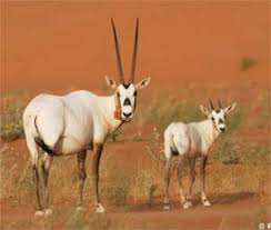Oryx leucOryx