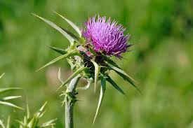 thistle pictures