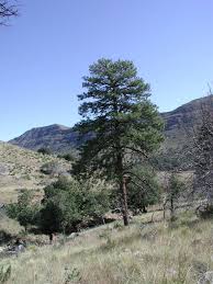 ponderosa pine forest