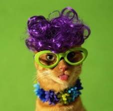 http://t3.gstatic.com/images?q=tbn:FKdvxG6d33rLhM:http://www.encyclo123.com/files/normal_humour_animaux_chats_drole_044.jpg
