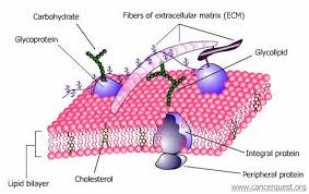 membrane