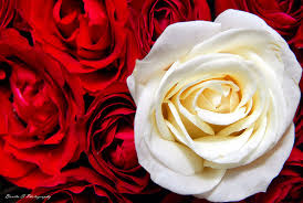red white roses