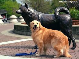 golden retriever wallpaper