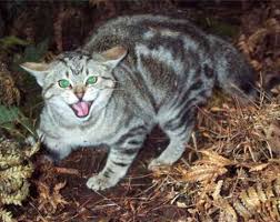 cats