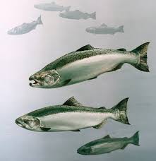 salmon fish pictures