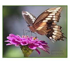 butterflies flowers pictures