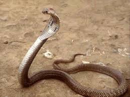 worlds biggest cobra