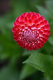 red dahlia