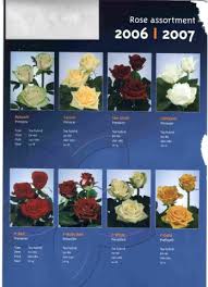 roses plants