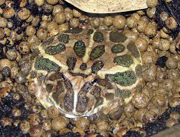 Argentine Horned Frog