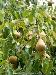 pear trees pictures