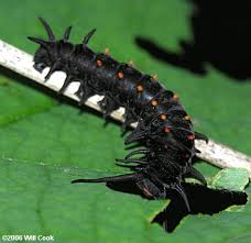 pipevine swallowtail caterpillar