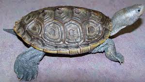 terrapin