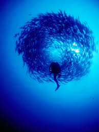 school of fish
