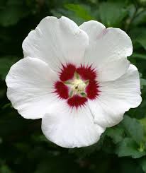 yellow rose of sharon