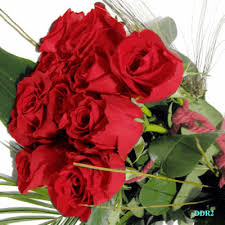 imagenes rosas