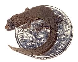 thread snake