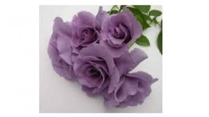 florigene blue rose