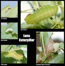 luna moth caterpillar picture