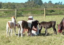 miniature horse farm
